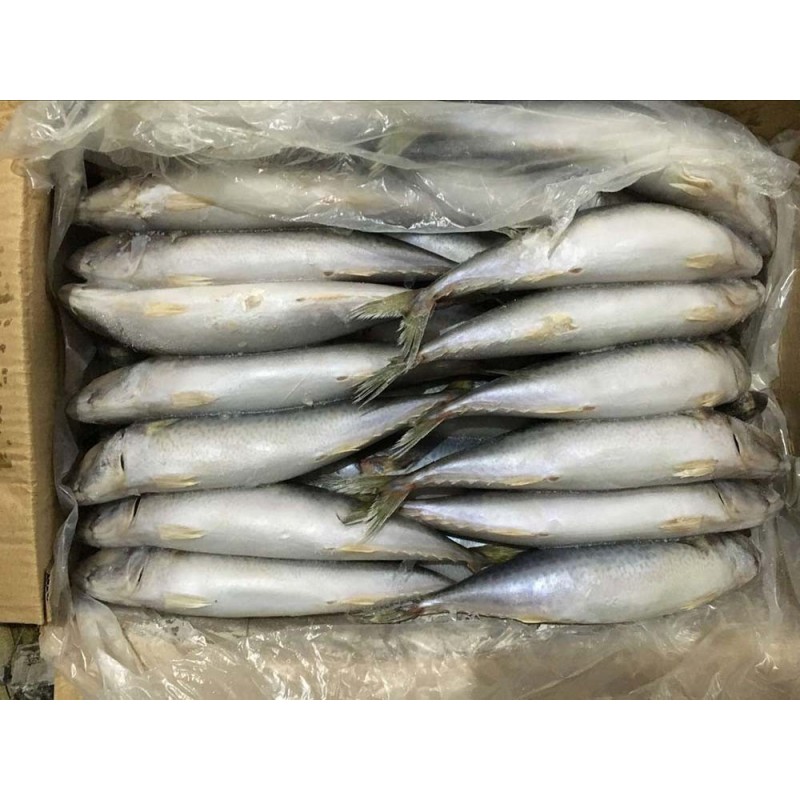 Pacific Mackerel (Size 250-300g), CNF Dar es Salaam(USD/kg) 0.89