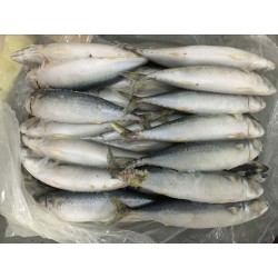 Pacific Mackerel (Size 250-300g), CNF Dar es Salaam(USD/kg) 0.89