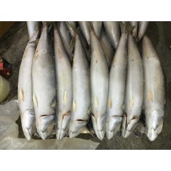 Pacific Mackerel (Size 250-300g), CNF Dar es Salaam(USD/kg) 0.89